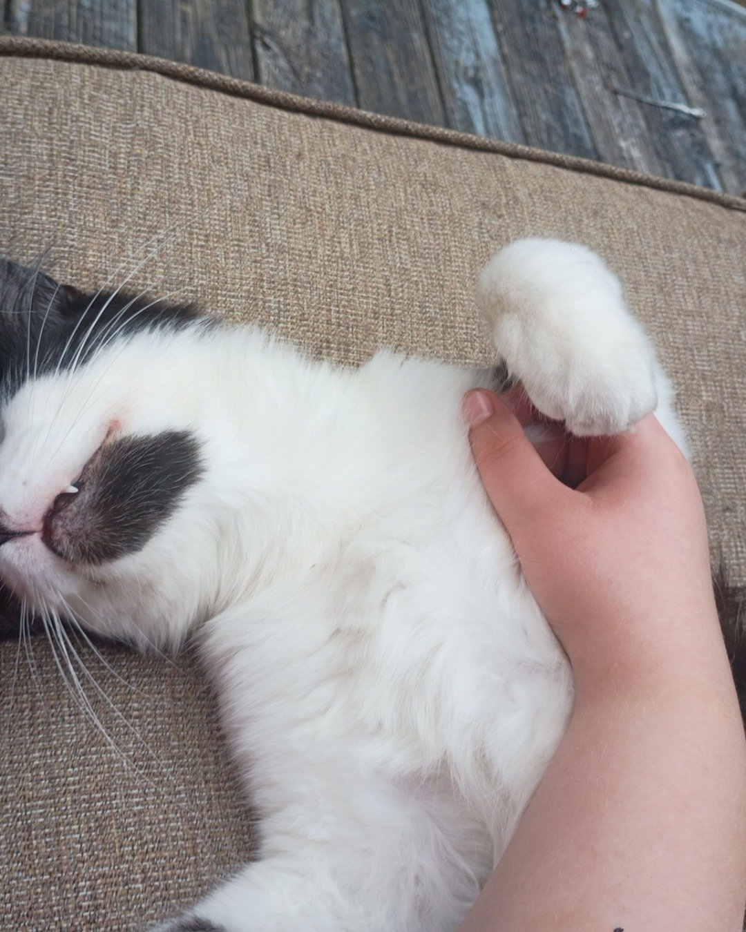 Oro the Tuxedo. Cat, Kitten, Couch, Furniture, Person, Sleeping