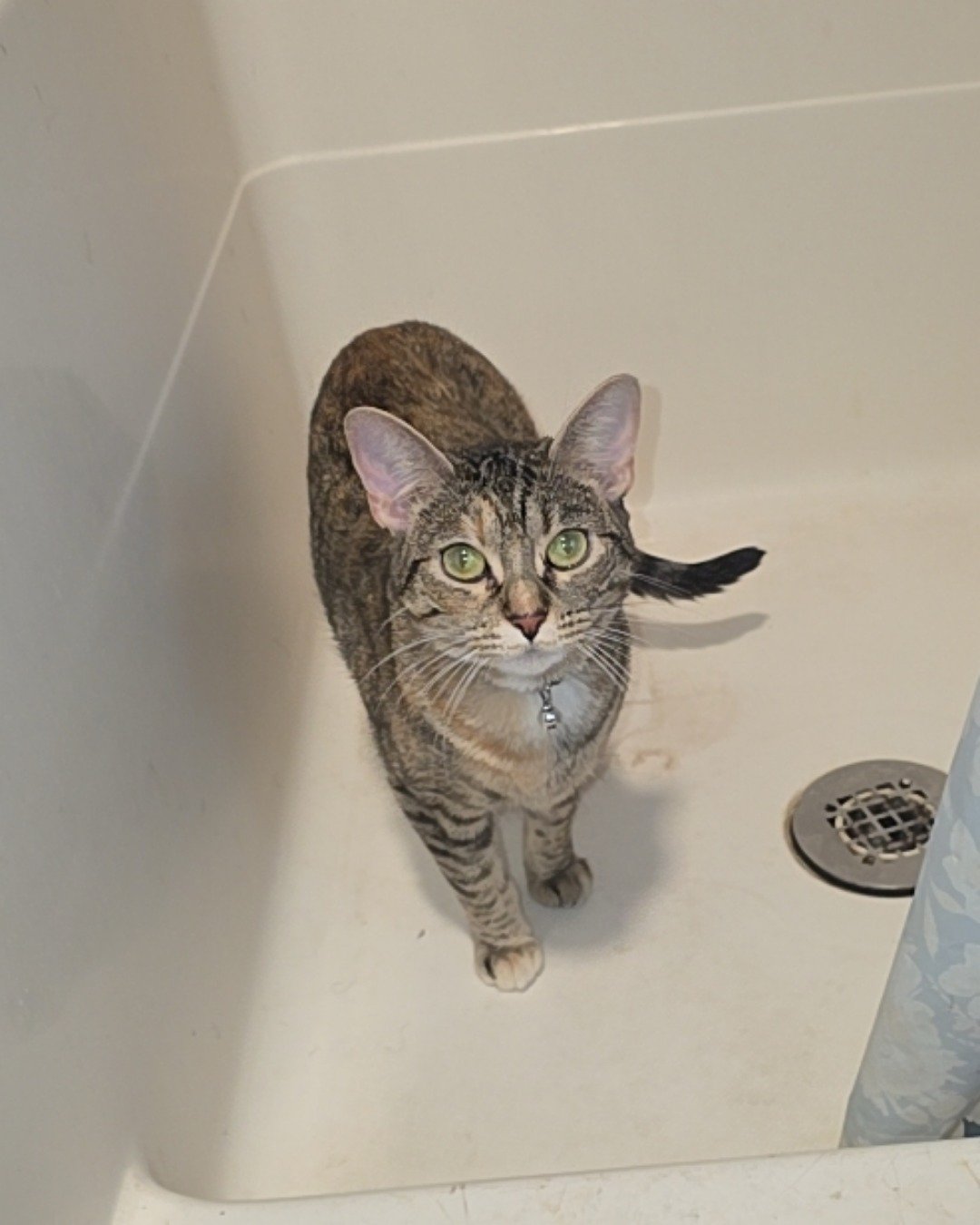 Nugget the tabby. Bathing, Bathtub, Person, Tub, Cat