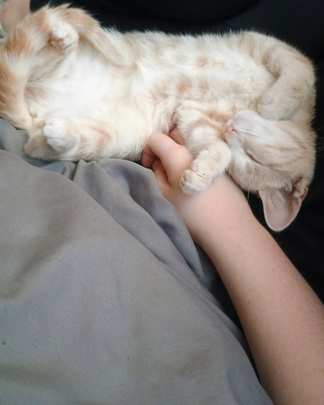 Aphrodite the orange cat. Person, Sleeping, Cat, Kitten, Blanket