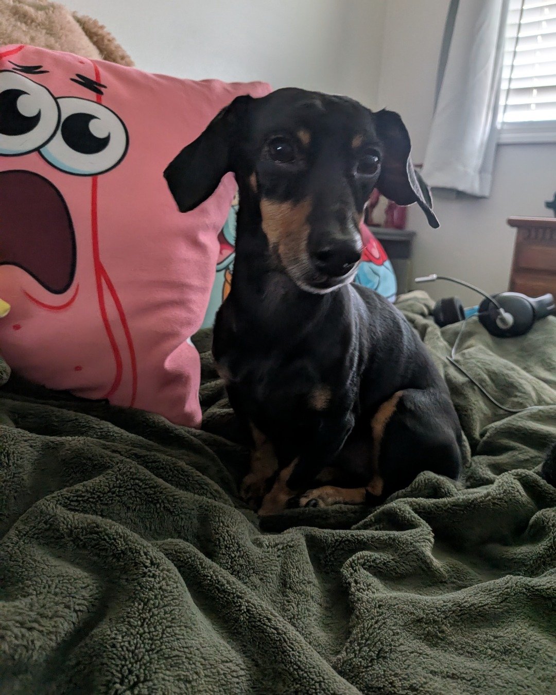 ralphie the wiener dog. Cushion, Home Decor, Linen, Blanket, Couch, Furniture
