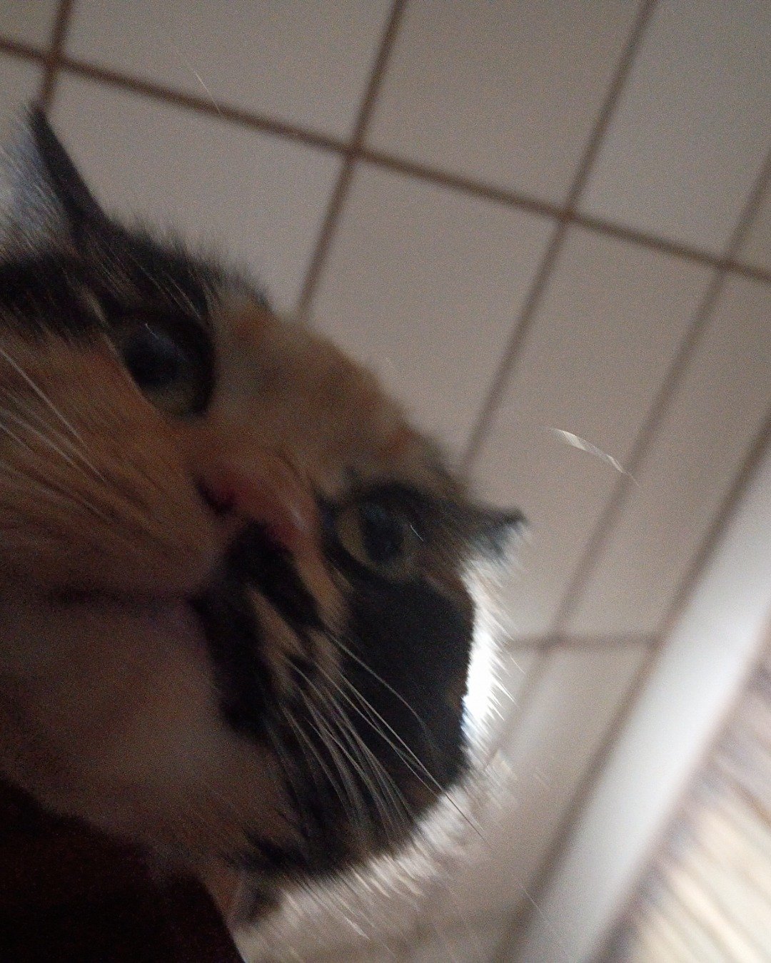 kiki the Calico. Cat, Kitten