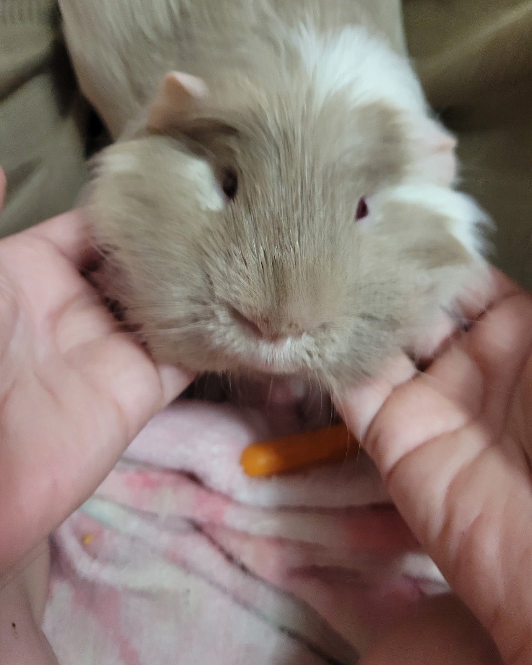 Colby Jack the Guinea pig. Body Part, Finger, Hand, Person, Rat, Rodent