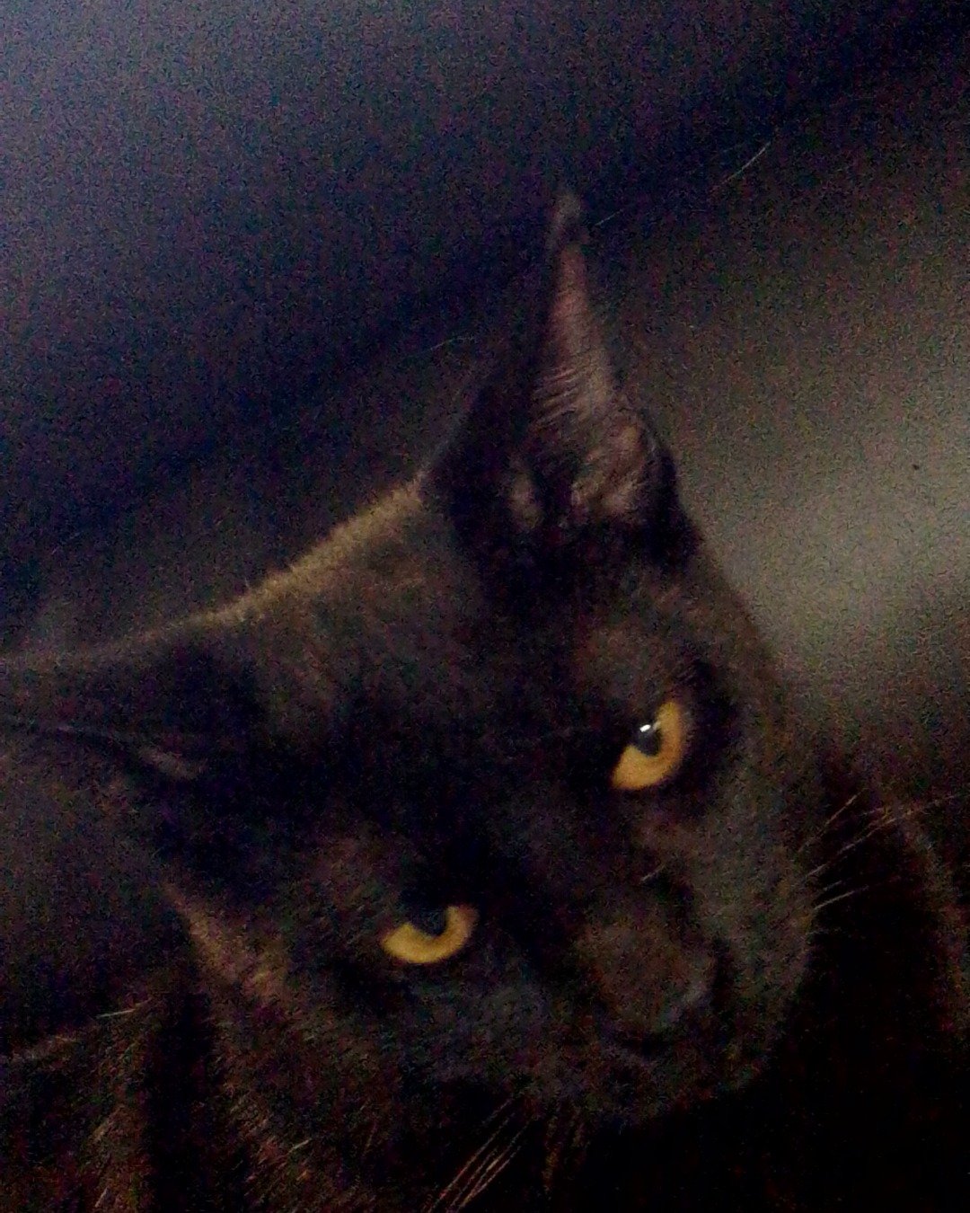 Black Jack Sparrow. Black Cat, Cat