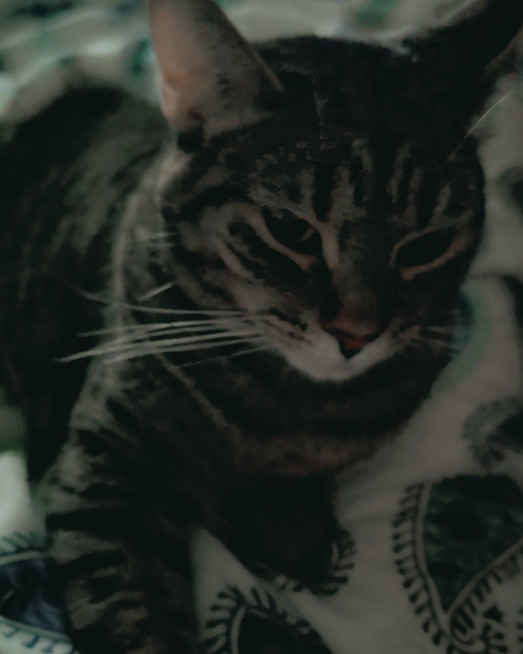 my little purring marshmallow <3 the silver tabby. Cat
