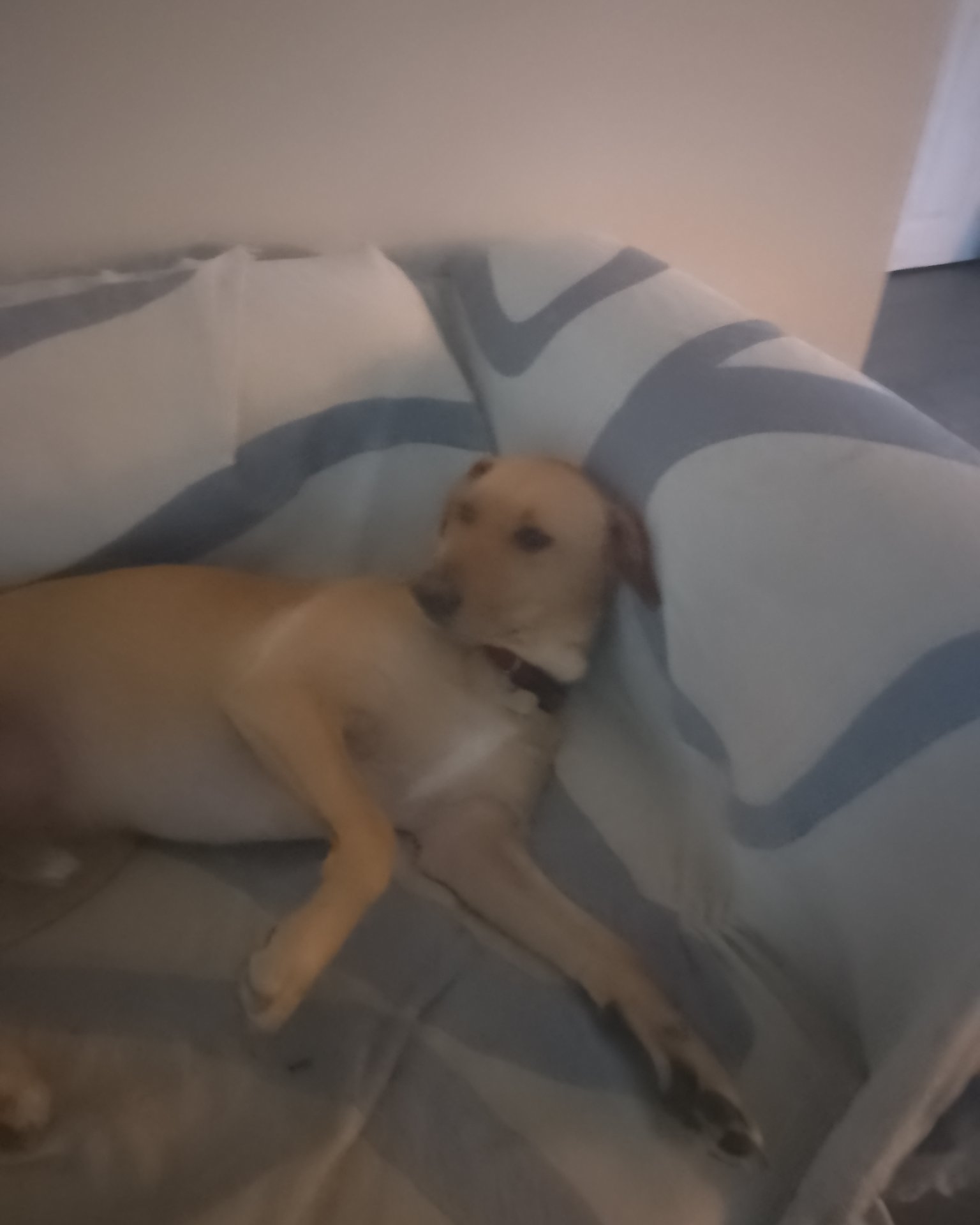 Manny the Mutt. Dog, Puppy, Cushion, Home Decor, Hound, Labrador Retriever