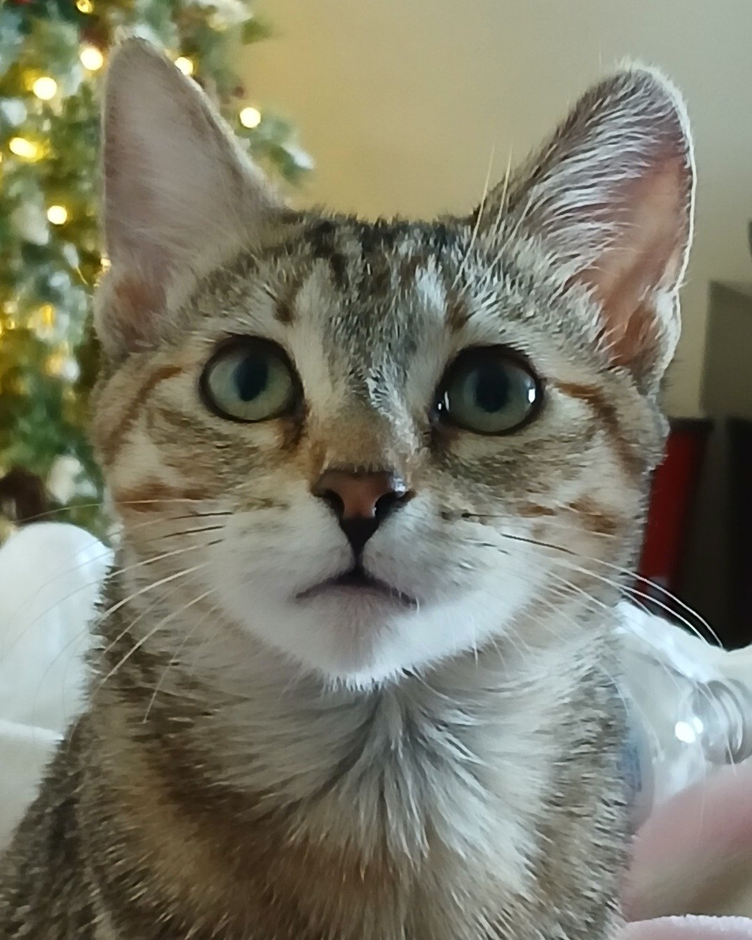 Vanilla Bean Von schweetz the Unknown. Abyssinian, Cat, Kitten
