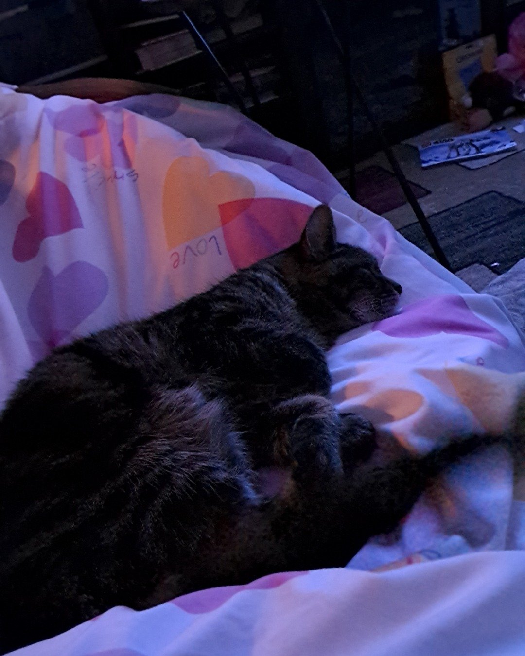 Nessa💗✨. Blanket, Cat, Couch, Furniture, Bed