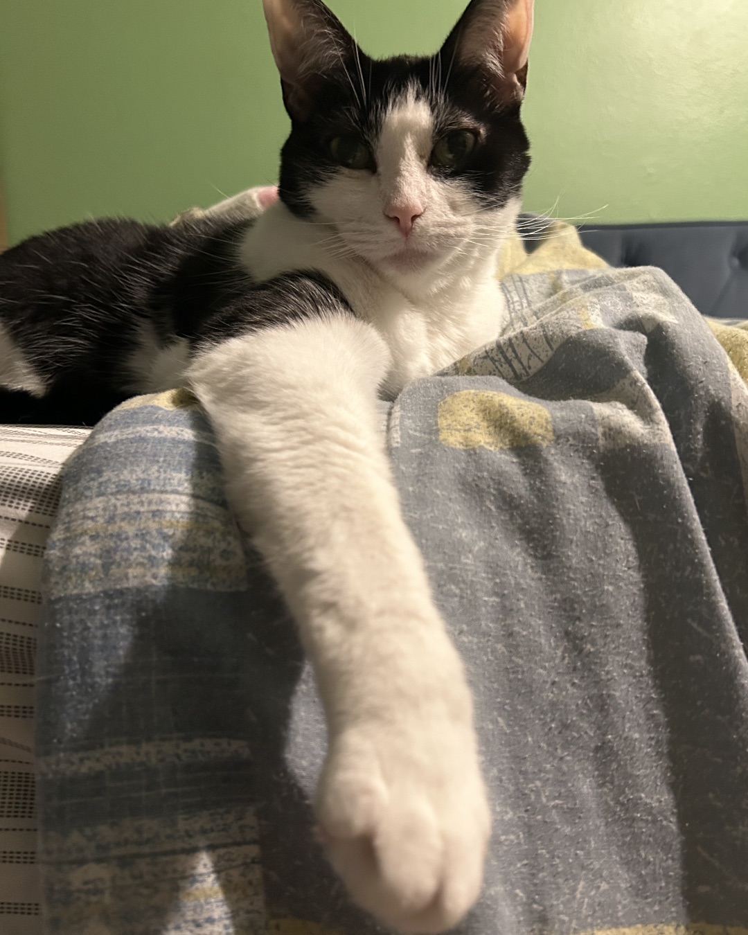 Lucy. Blanket, Cat, Kitten