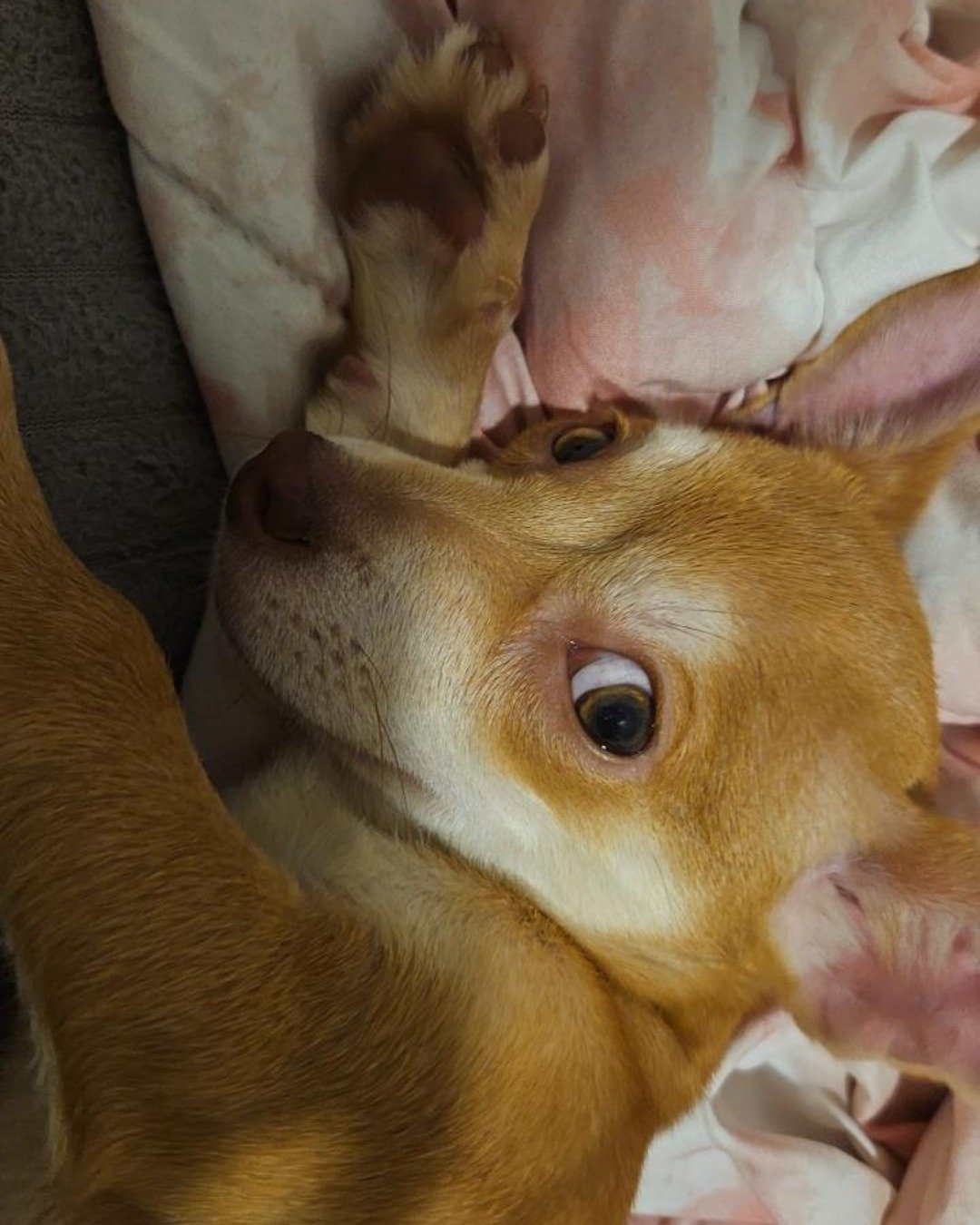 Haze the Chihuahua tea cup. Dog, Puppy, Hound, Chihuahua