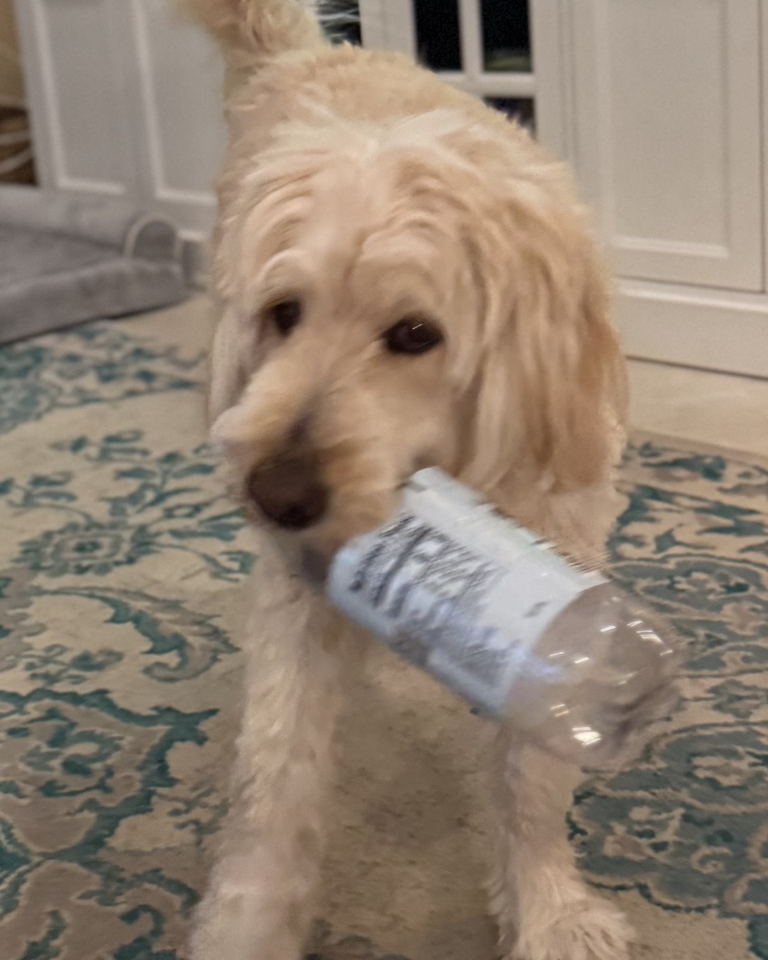 Bria the Goldendoodle