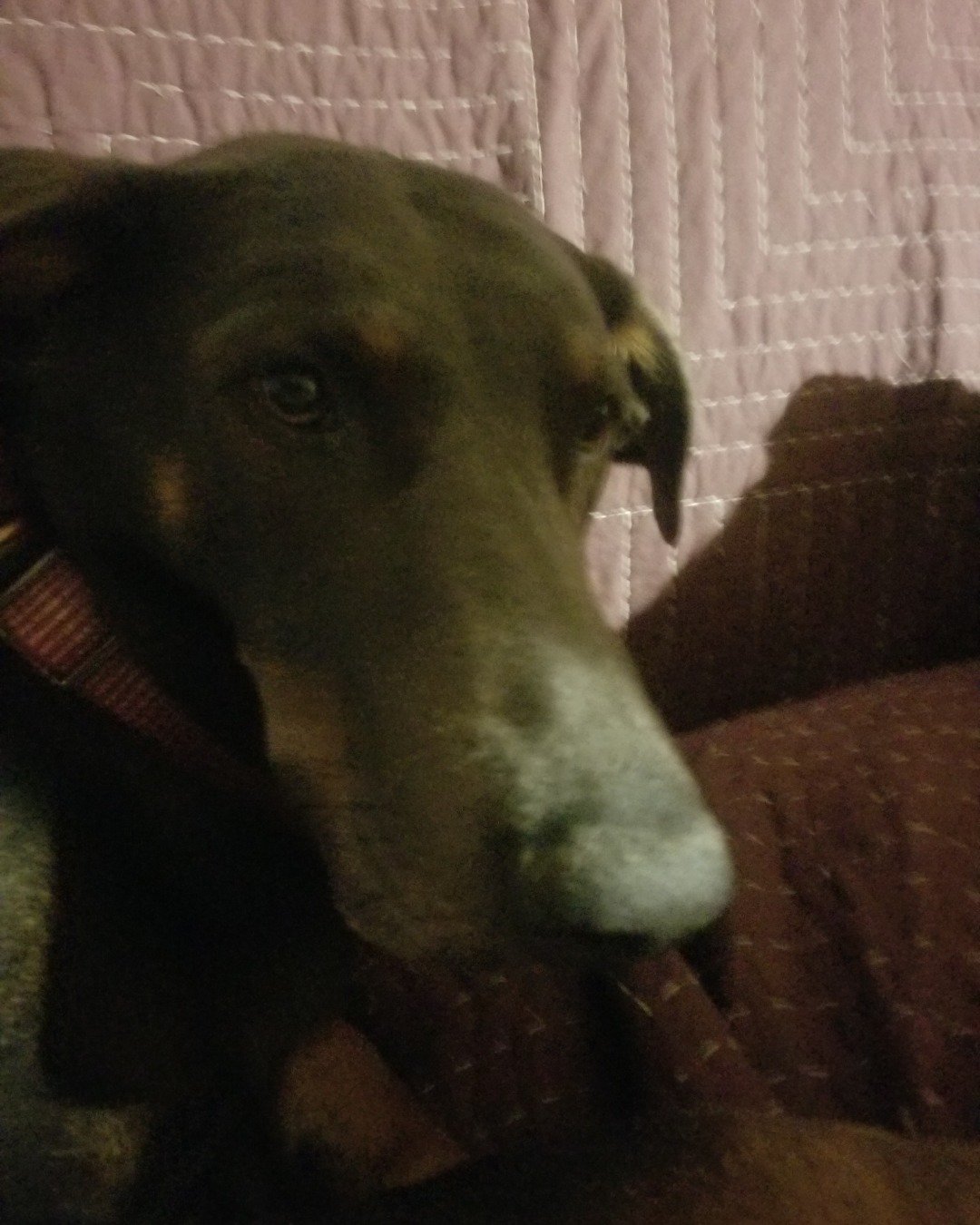 rox&blue the doberman pinscher. Dog, Hound