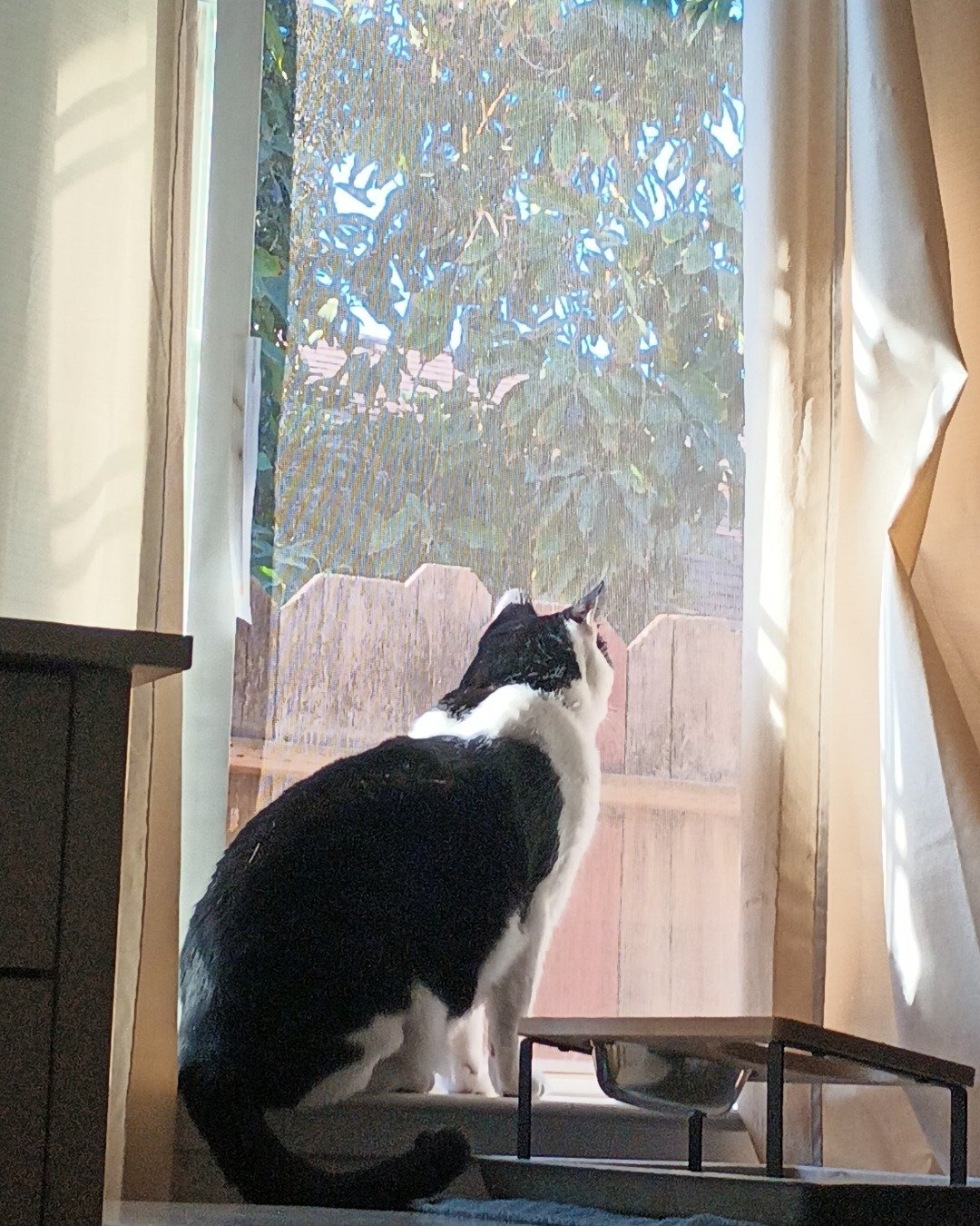 Zeke the Tuxedo. Plant, Potted Plant, Window, Cat