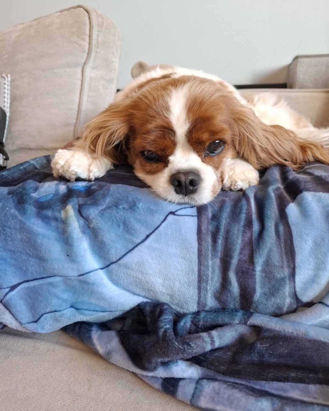 Arya the Cavalier King Charles Spaniel. Blanket, Dog, Puppy
