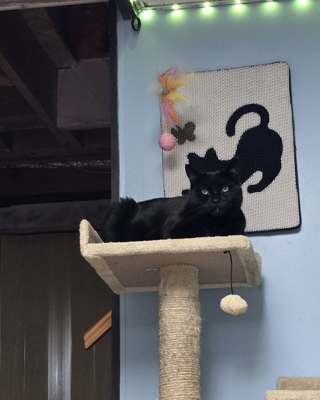 Balerion. Cat, Black Cat
