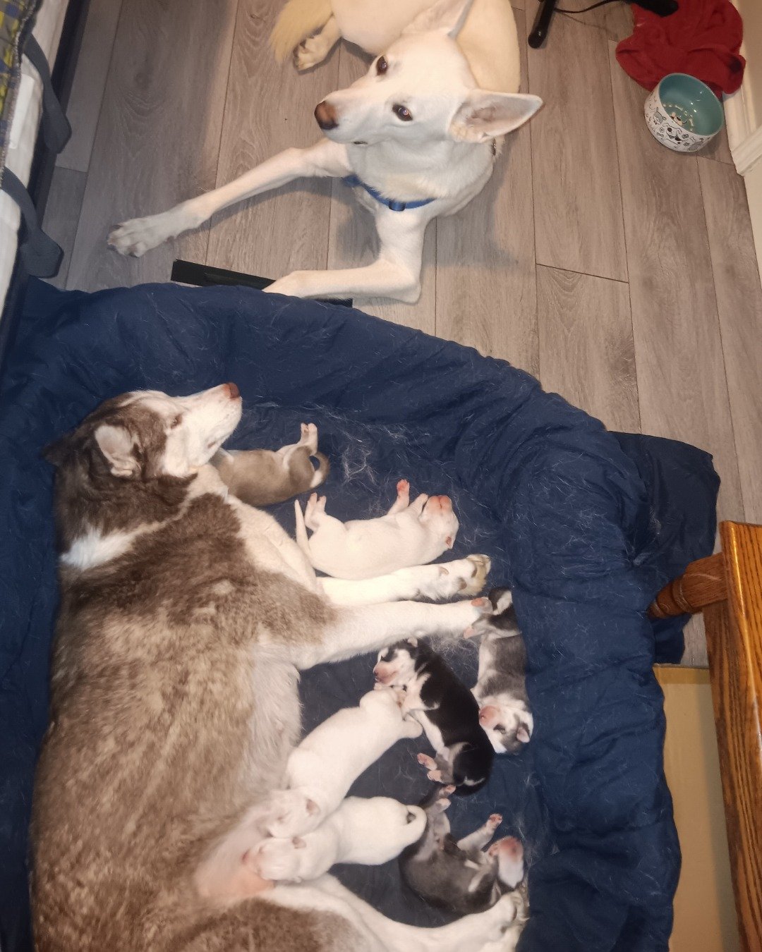 Puppies the Siberian Husky and German Shepard mix. Dog, Puppy, Couch, Furniture, Indoors, Interior Design