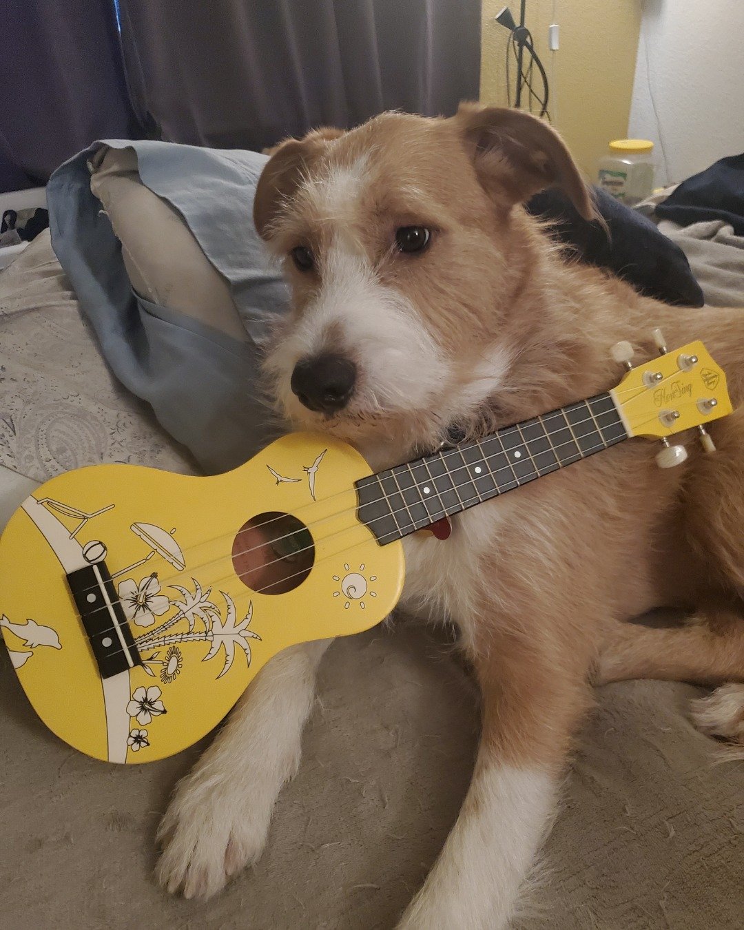 Dexter the Mixed Breed. Dog, Puppy, Guitar, Musical Instrument