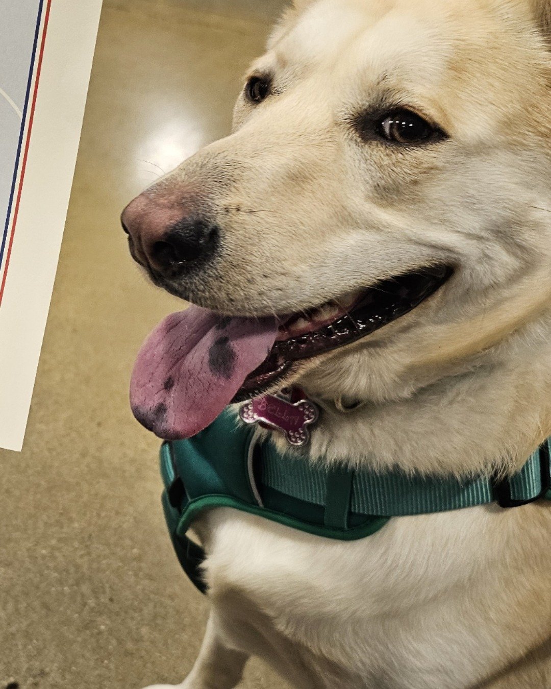 Bella the Labsky. Dog, Labrador Retriever, Husky, White Dog