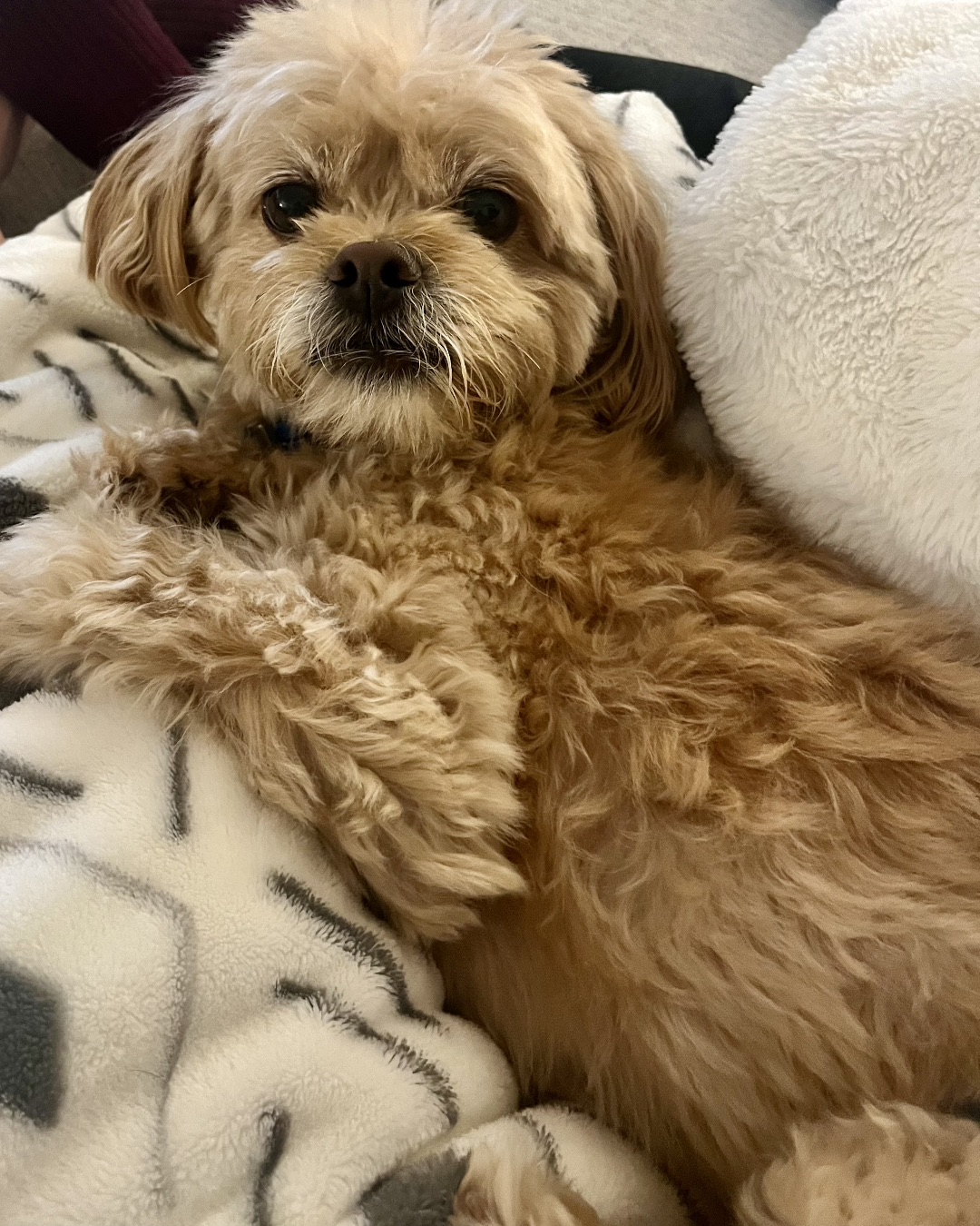 Chewie the Peekapoo — Dog, Puppy, Blanket