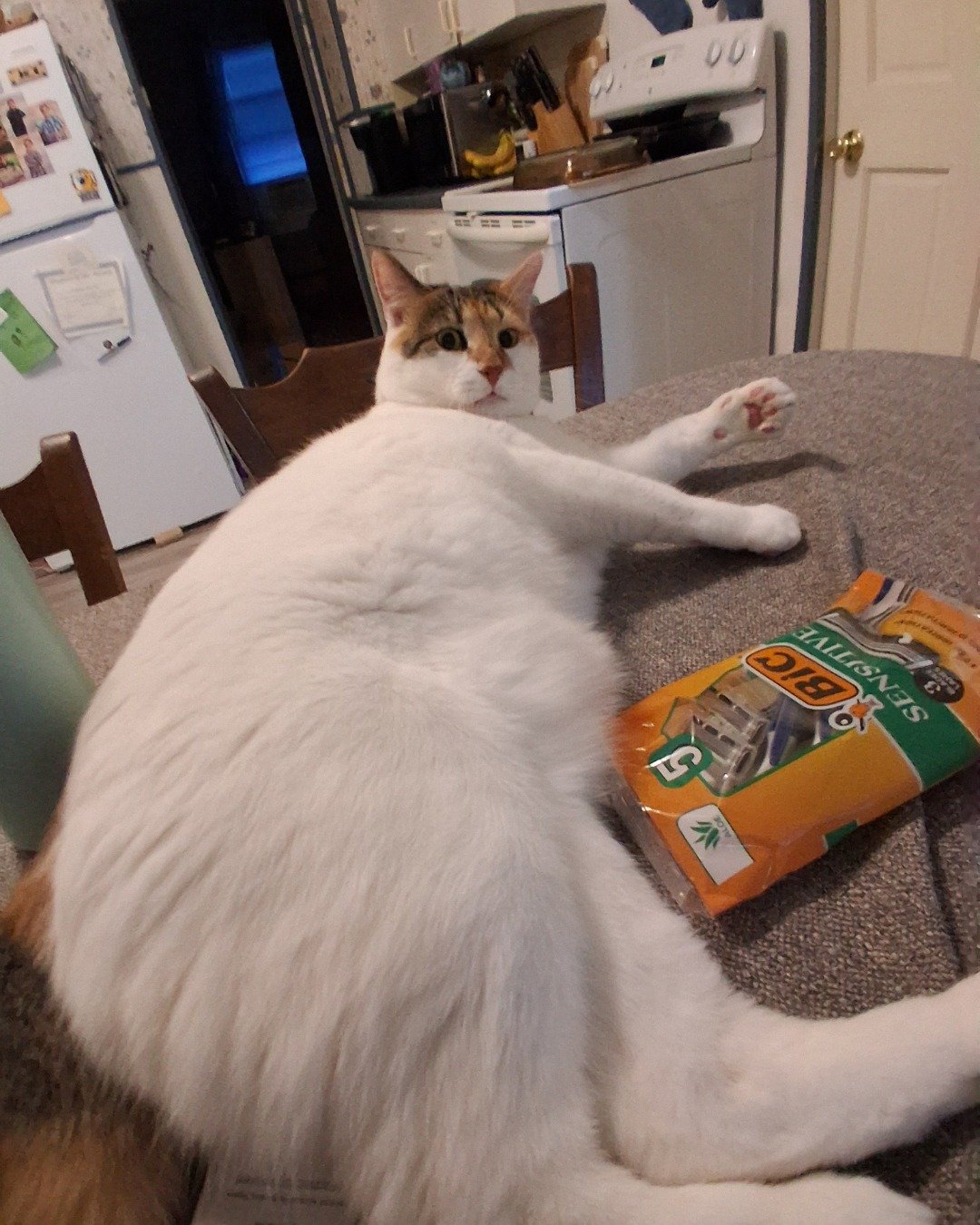 Callie the Calico maincoon. Cat, Person, Device