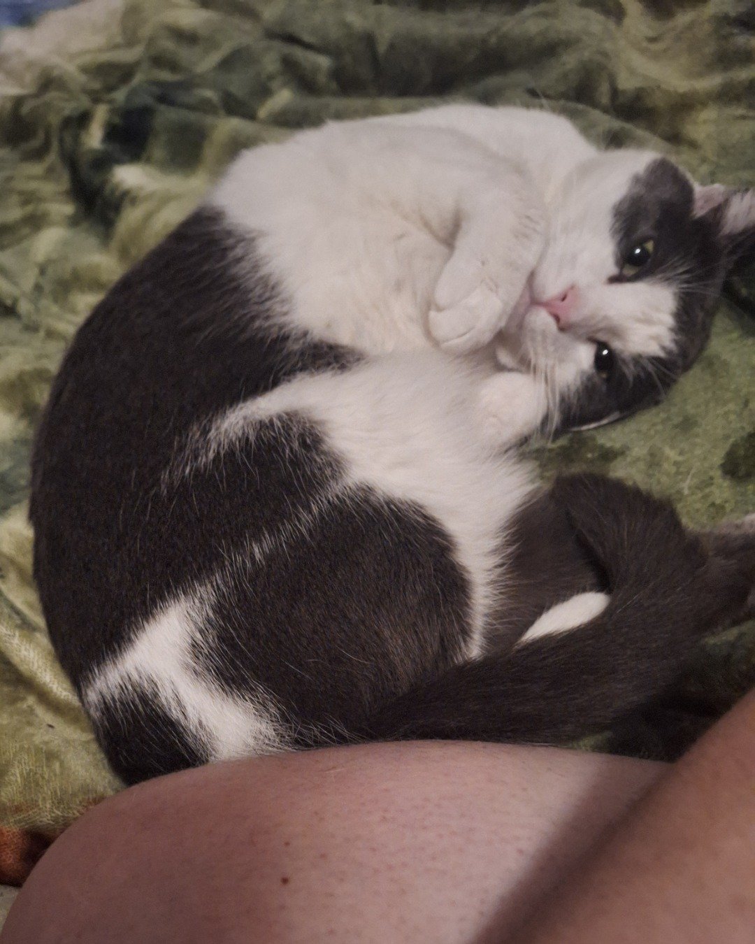 Cloudfur the American Shorthair. Cat, Kitten, Manx