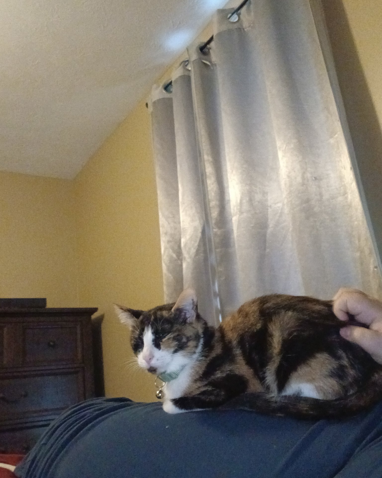 Ivy the domestic short hair. Curtain, Cabinet, Furniture, Drawer, Cat, Couch