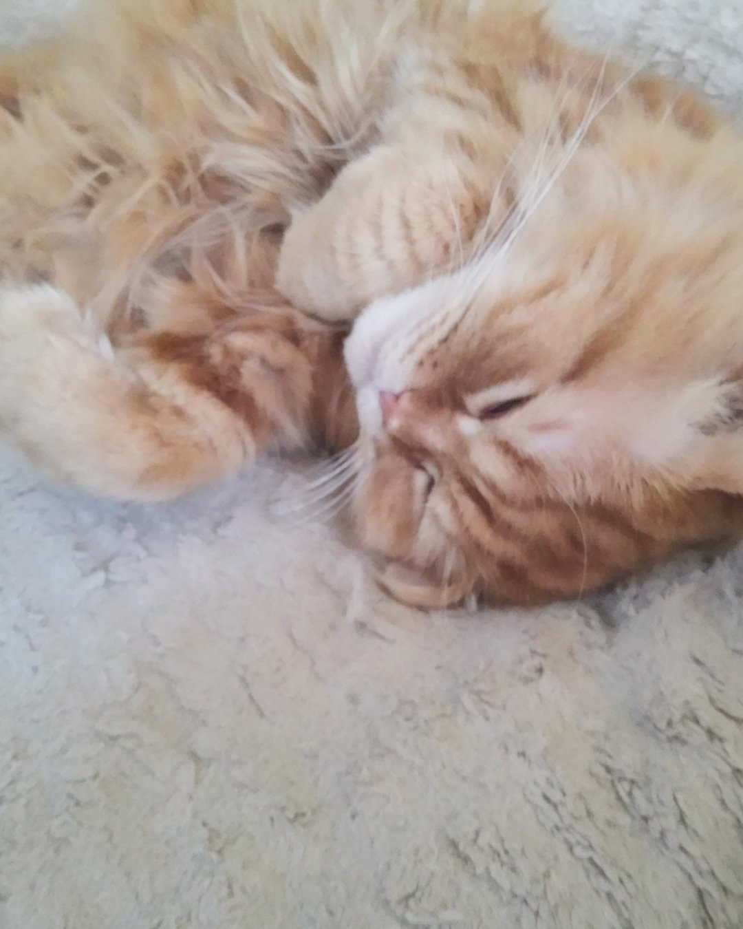Kemet the Persian Ragdoll. Person, Sleeping, Cat, Kitten
