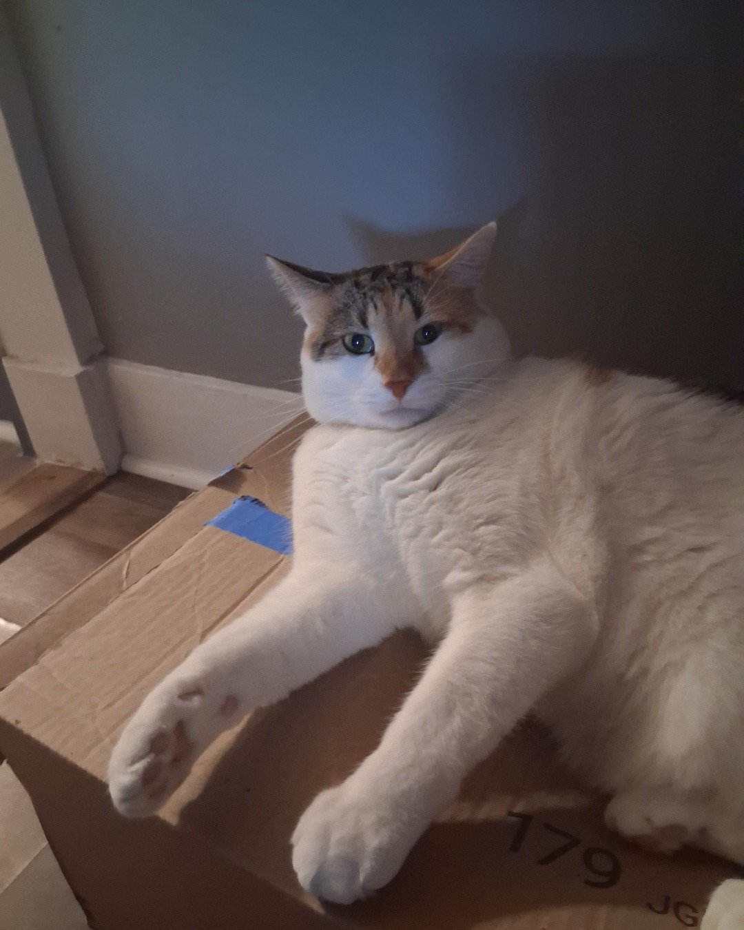Callie the Calico maincoon. Box, Cat