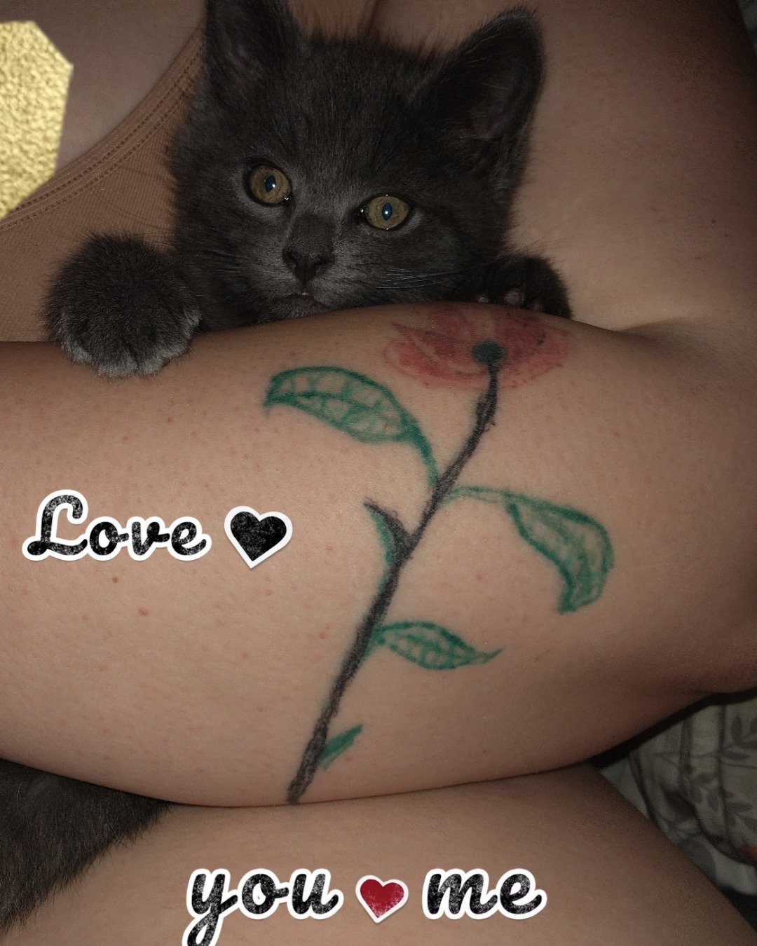 Biscuits the Russian blue. Person, Skin, Tattoo, Cat, Kitten