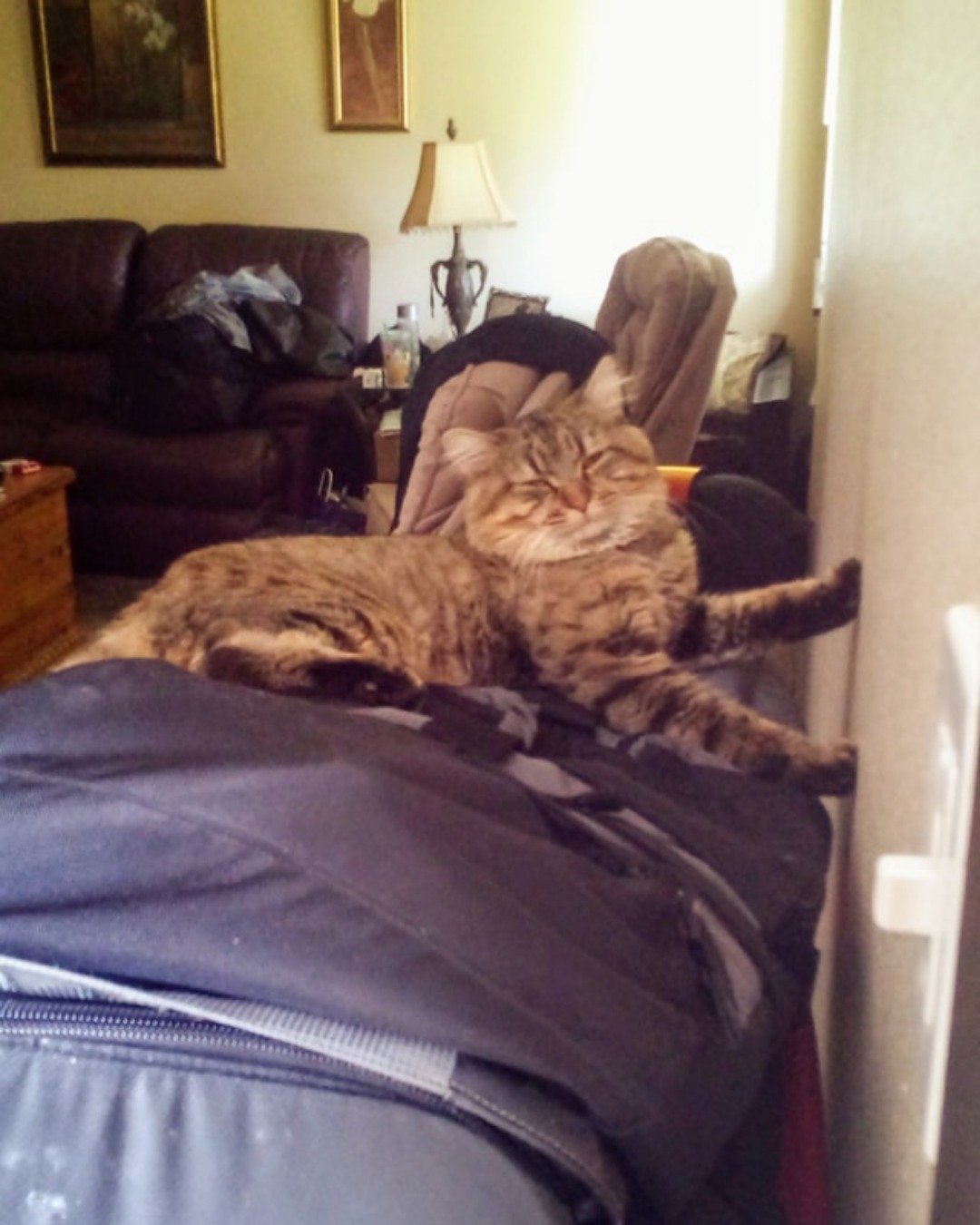 Booey; Baby Boy; Ka-Booey; Boo-Titters the MaineCoon Mix, Tabby. Couch, Furniture, Architecture, Building, Indoors, Living Room