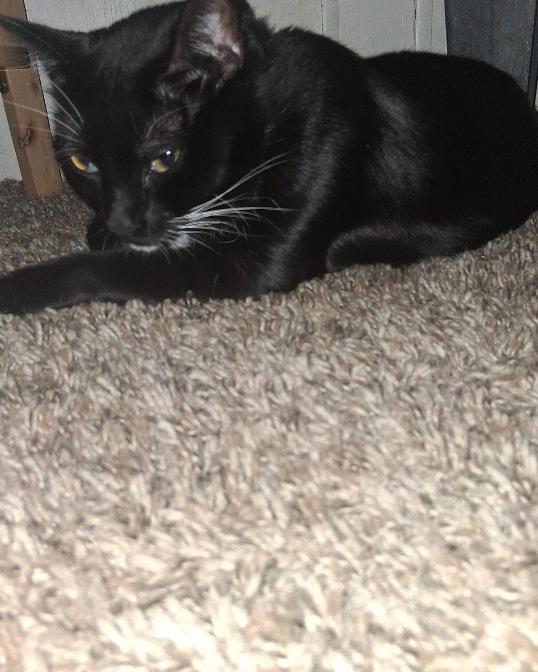 Angel the Tuxedo. Cat, Black Cat