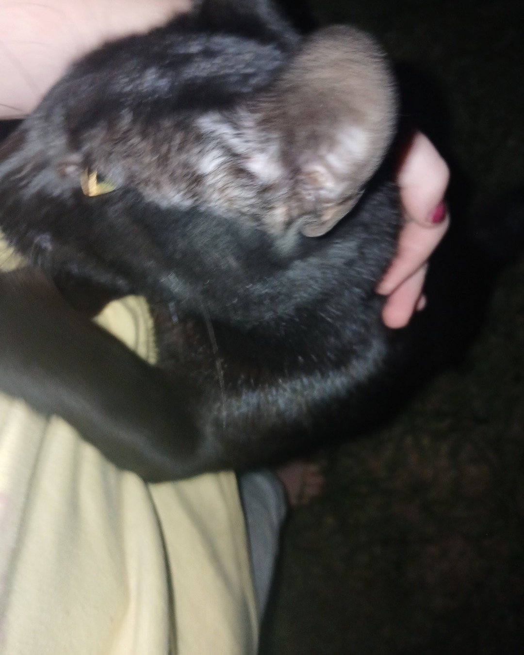 ali the black cat. Cat, Dog