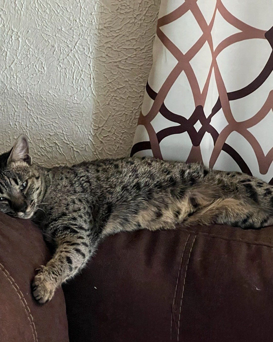 Mona the Savannah. Couch, Furniture, Cushion, Home Decor, Cat