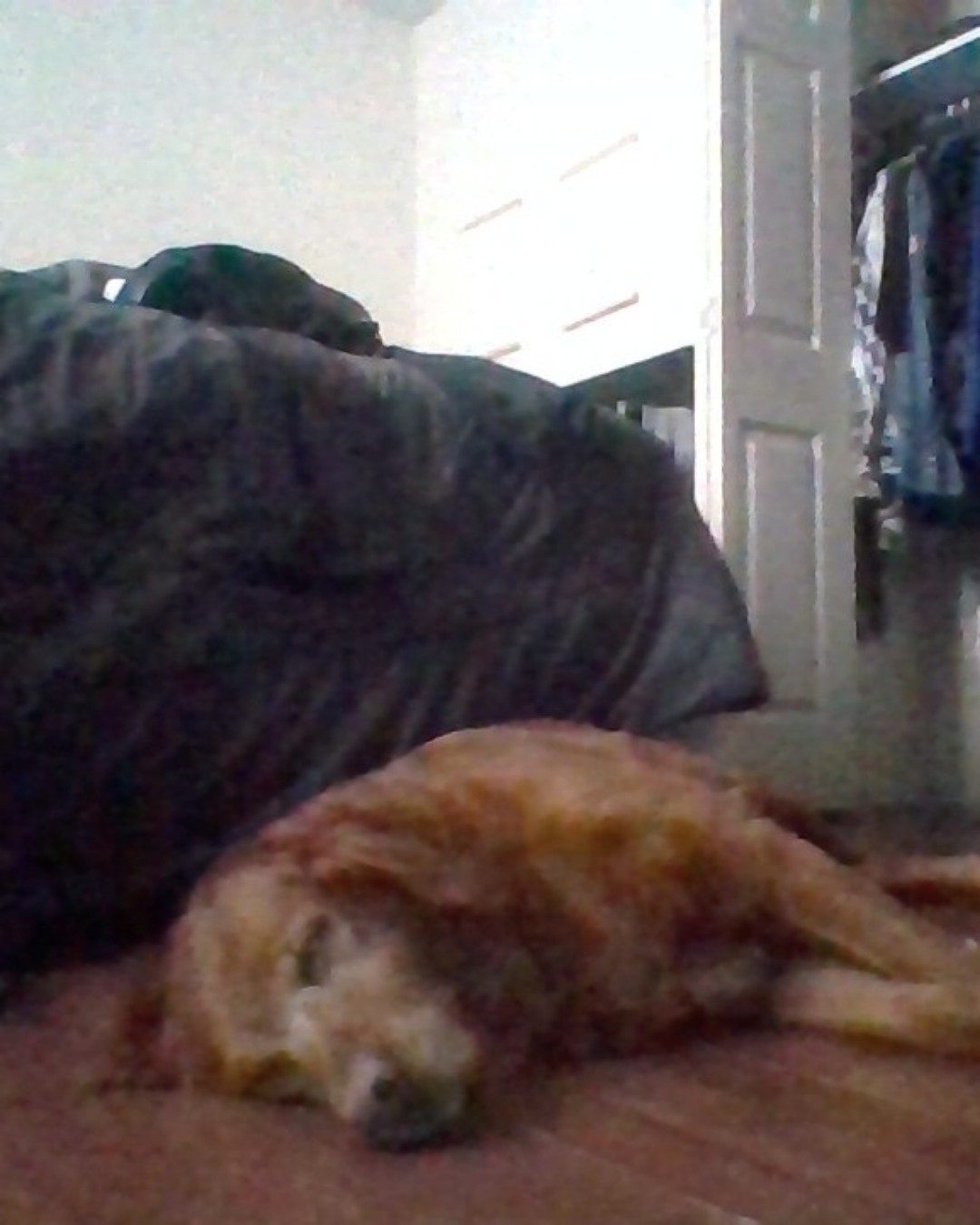 Delta. Couch, Furniture, Dog, Golden Retriever, Indoors