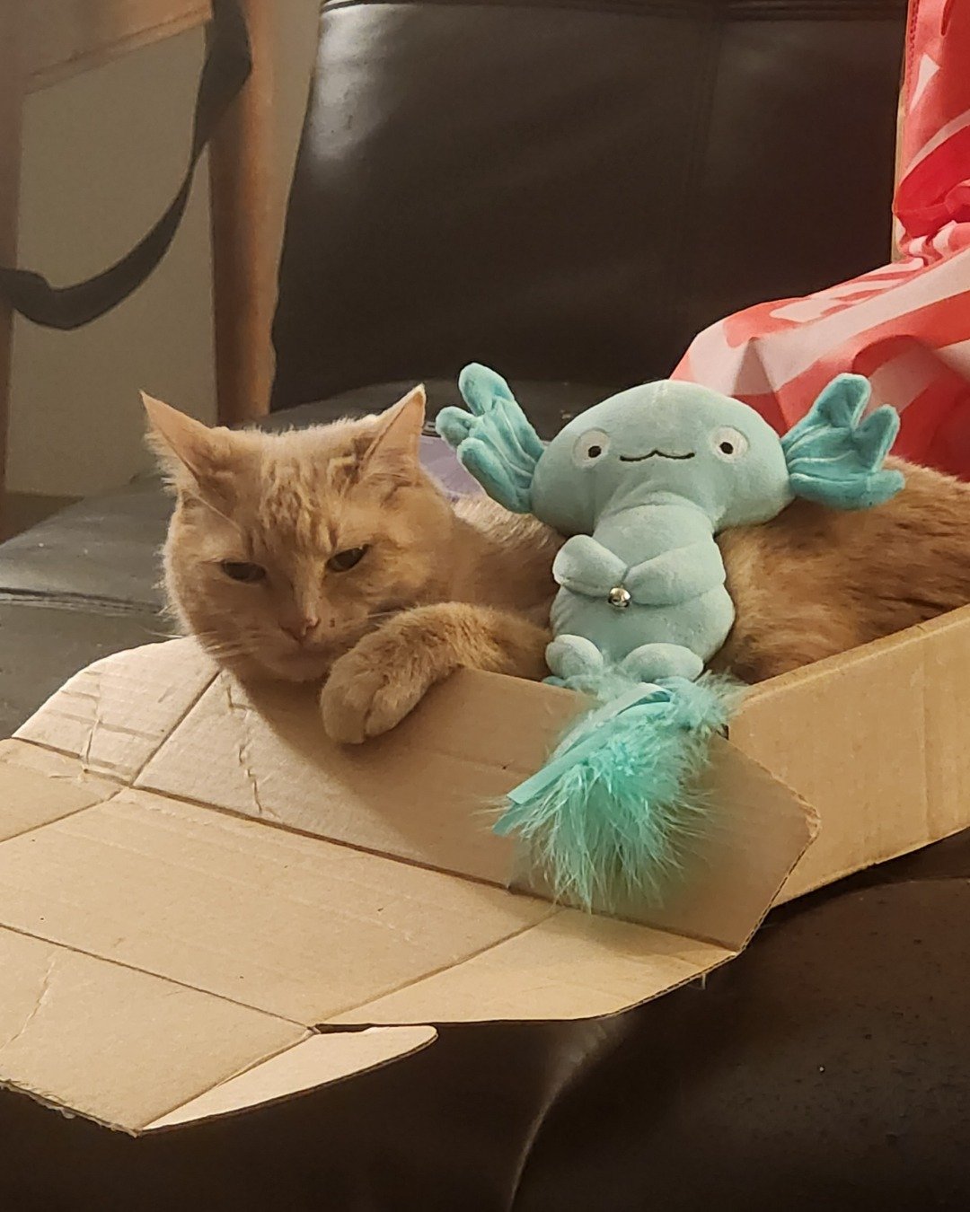 Harley the Orange Floof. Toy, Box, Cat, Kitten