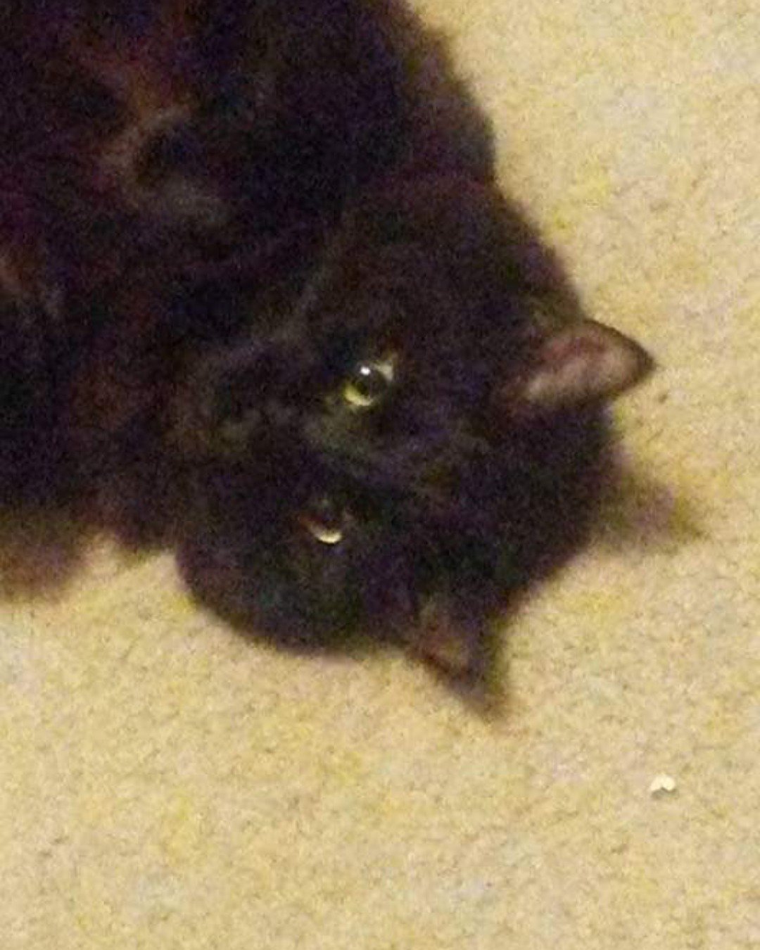 Sylvester the Unsure. Cat, Black Cat, Rat, Rodent