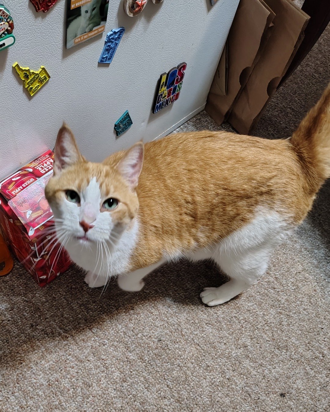 Redington the Tabby. Cat, Manx, Indoors