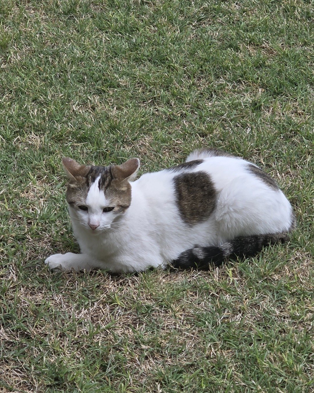 Rascal. Grass, Plant, Lawn, Cat, Manx, Kitten