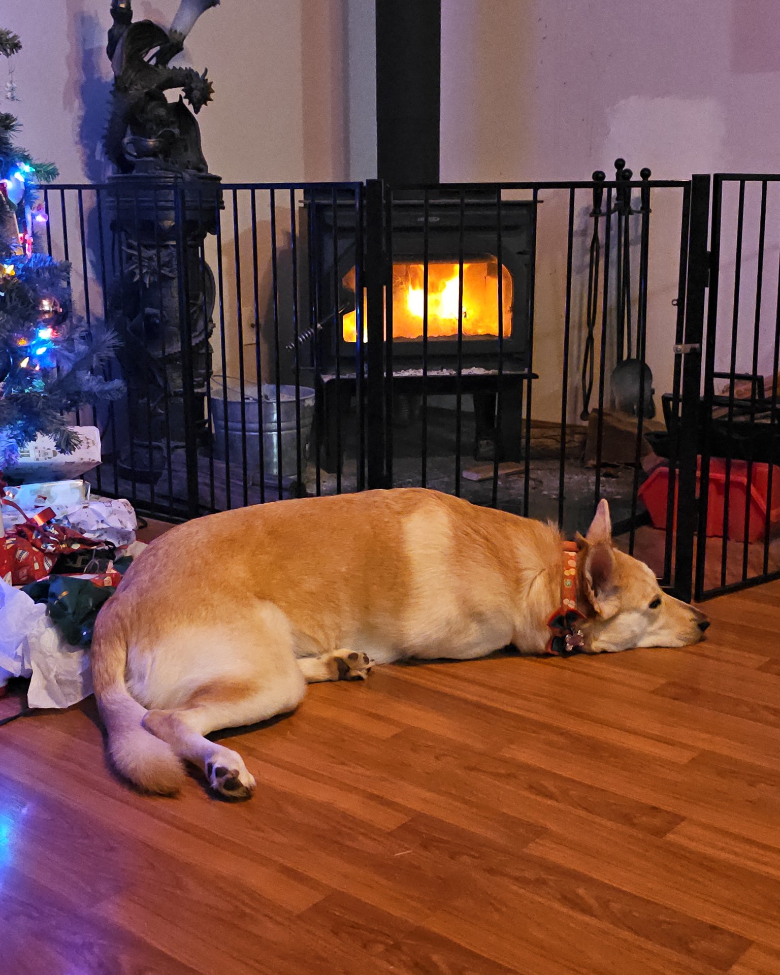 Bella the Labsky. Wood, Hardwood, Floor, Flooring, Fireplace, Indoors