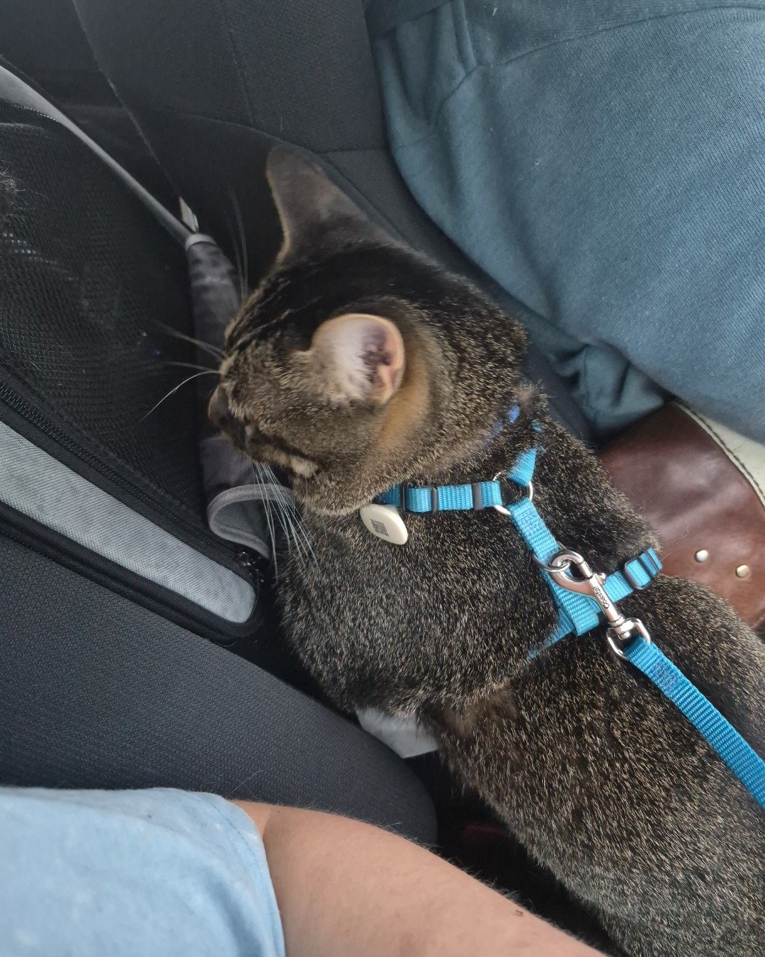 Scylla the Tabby. Accessories, Cat, Person, Sleeping