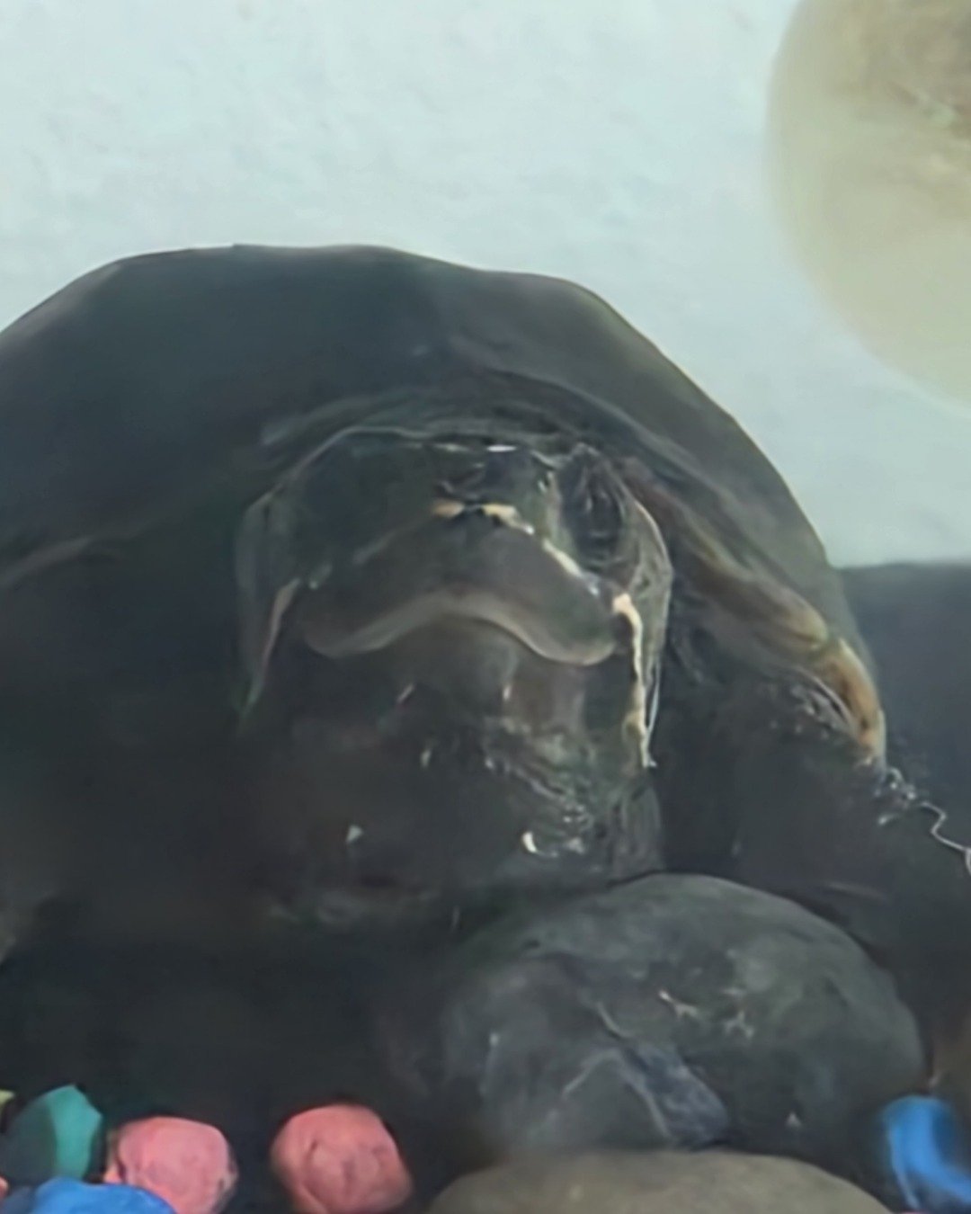 Random Floofs. Reptile, Sea Life, Tortoise, Turtle, Bear