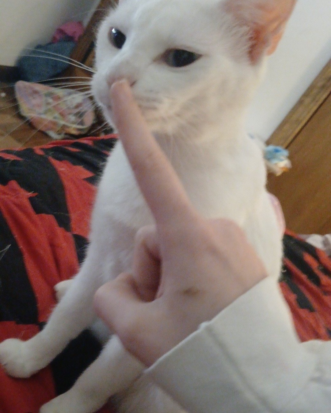 Snowball the White kitty. Body Part, Finger, Hand, Person, Cat