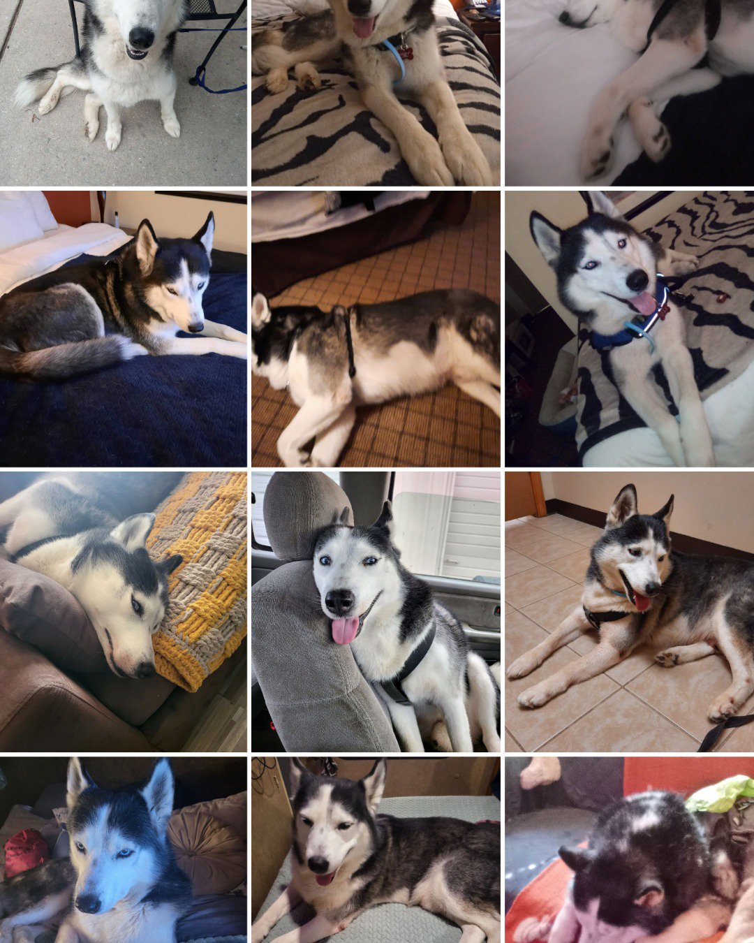Max Preter the purebred Siberian Husky. Dog, Husky