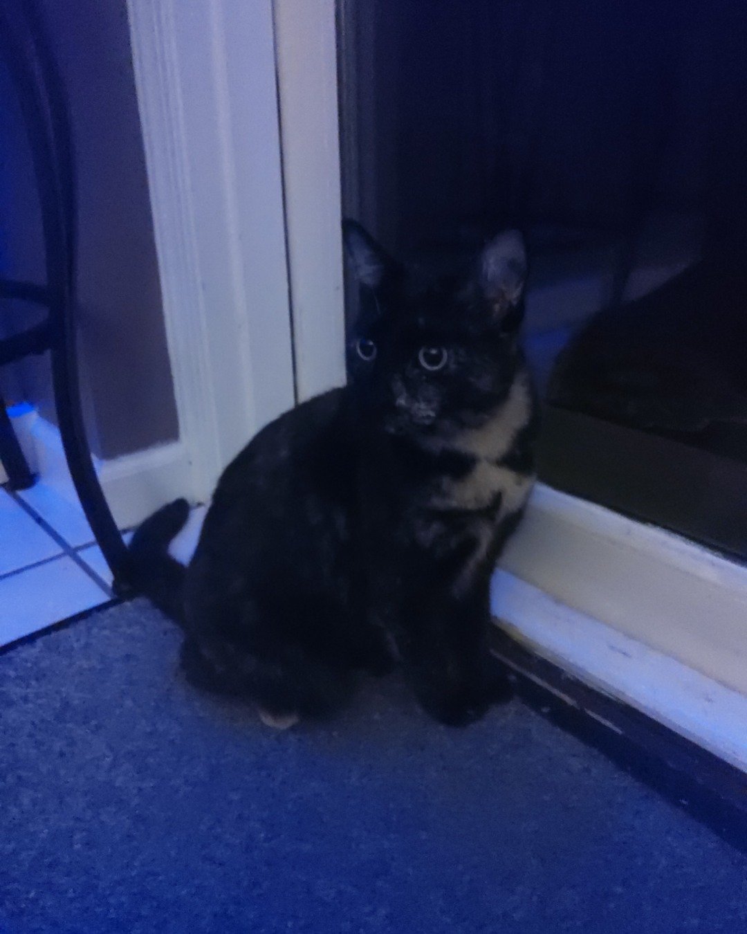 Cherry🍒. Cat, Kitten, Door