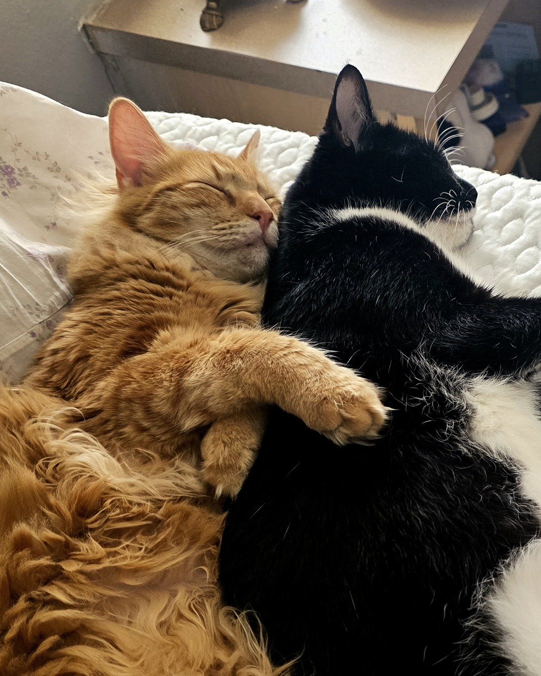 Jean-Luc the Orange Domestic Longhair. Person, Sleeping, Couch, Furniture, Cat, Manx