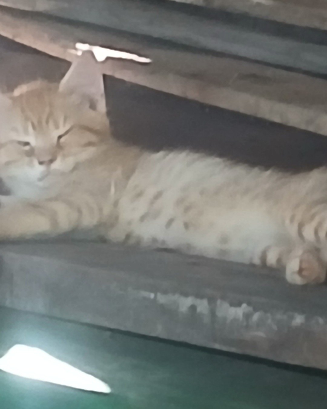 kittens. Cat, Kitten