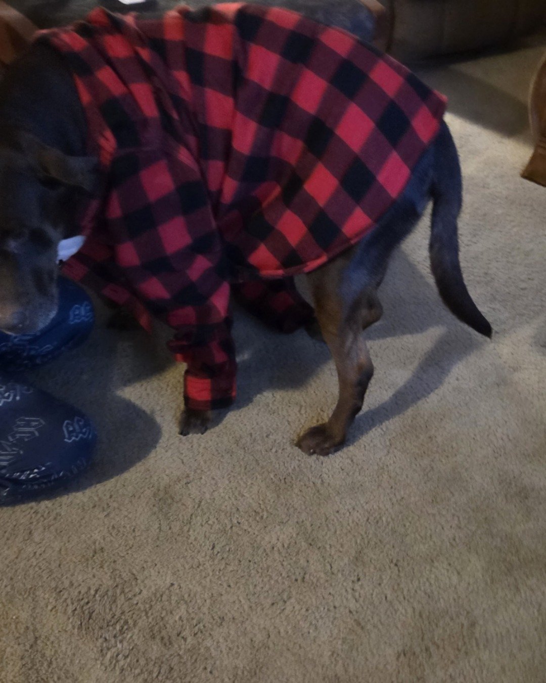 Roscoe the chocolate lab. Dog, Puppy, Blanket, Hound