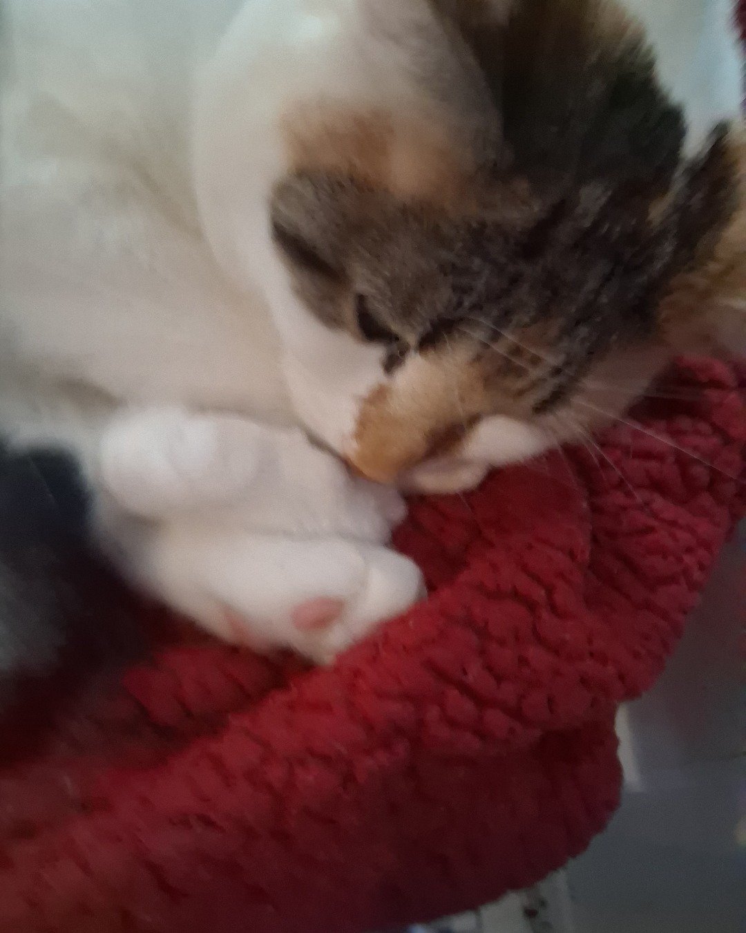 Callie the Calico maincoon. Cat, Kitten, Person, Sleeping