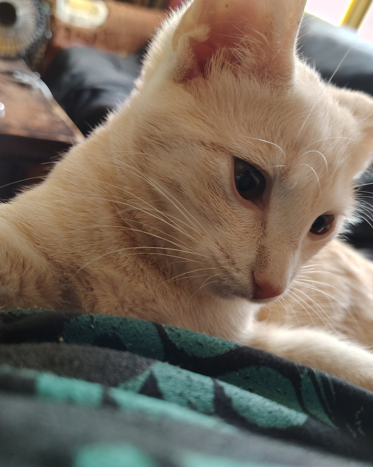 Aphrodite the orange kitty. Cat, Abyssinian, Kitten