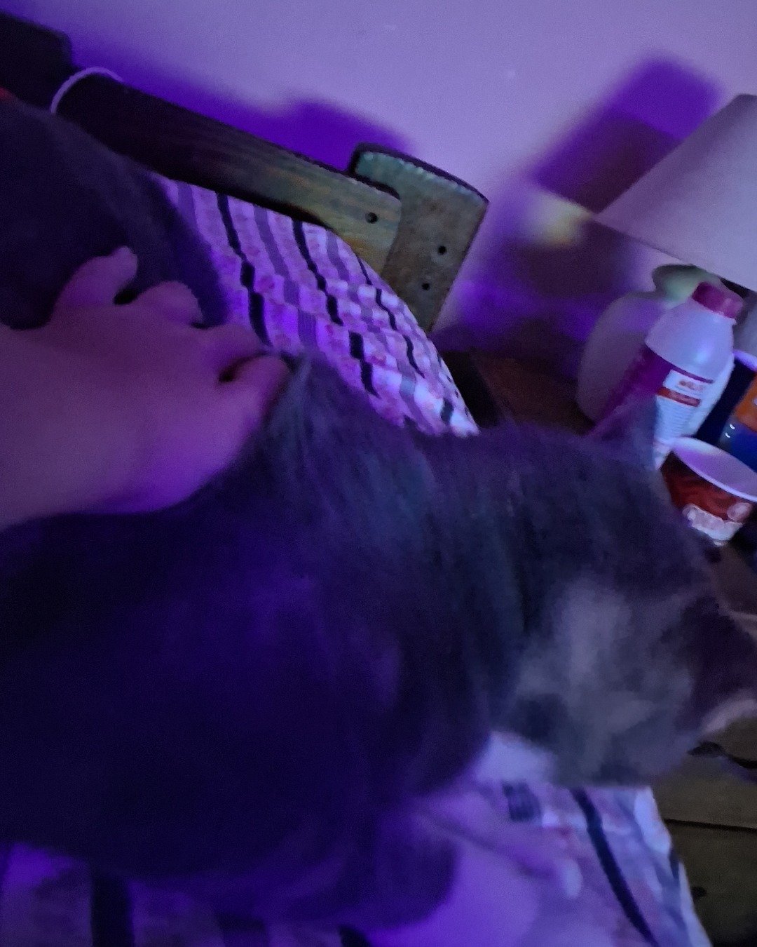 rox the tabby *i think*
