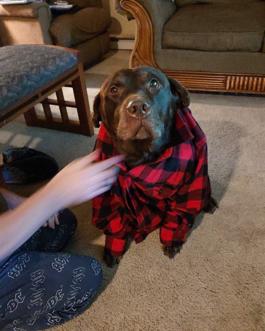 Roscoe the chocolate lab. Couch, Furniture, Blanket, Dog, Puppy, Person